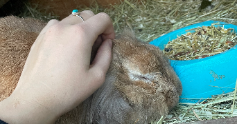 kayleigh pet sitter à ST MARTIN LE VINOUX 38950_2