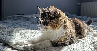 charlotte pet sitter à ST CLEMENT DE LA PLACE 49370_1