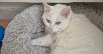 yoni pet sitter à CHARLEVILLE MEZIERES 08000_2