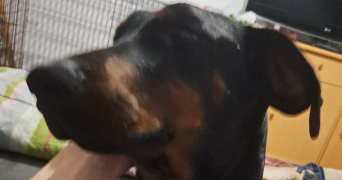 nolan et ophelie pet sitter à NANCY 54000_2