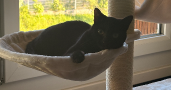 arnaud pet sitter à HAUTS DE BIENNE 39400_1
