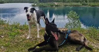 melodie pet sitter à Saint martin le vinoux 38950