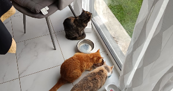 morgane pet sitter à RENNES 35000_8