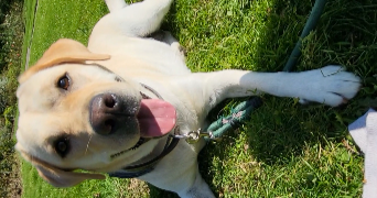 Charlotte pet sitter à Nantes 44300_9