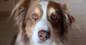 clara pet sitter à ATHIS MONS 91200