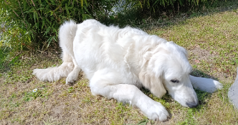 fanny pet sitter à HERSIN COUPIGNY 62530_4