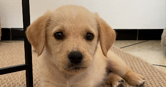 emilie pet sitter à Saint Raphaël 83700_2