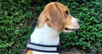 ana pet sitter à VERSAILLES 78000_3