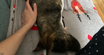 clarissa pet sitter à TOULON 83000_6