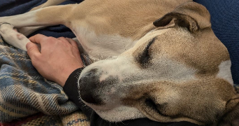 clarabouillault pet sitter à ROUEN 76000_4
