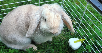 christele pet sitter à Montigny Le Bretonneux 78180_5