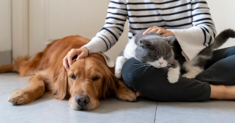 marine pet sitter à LE HAVRE 76600_0