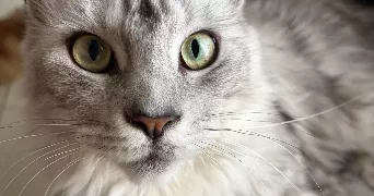 agnes pet sitter à CLARENSAC 30870