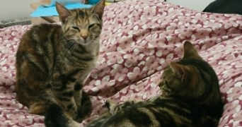 selen pet sitter à CLERMONT FERRAND 63100_1