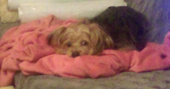 gisele dog sitter à GENTE 16130_2