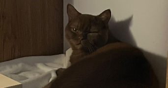 jasmine pet sitter à MARSEILLE 08 13008_2