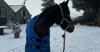 emma pet sitter à SUCY EN BRIE 94370_4