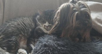 agnes pet sitter à SANARY SUR MER 83110_1
