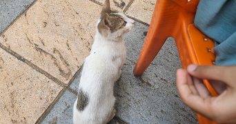 nawar pet sitter à TOULOUSE 31400_3