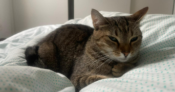 elizabeth pet sitter à MACHECOUL ST MEME 44270_1