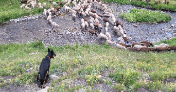 damien dog sitter à LIMANS 04300_2