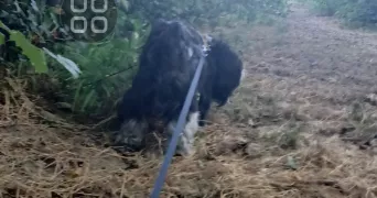 celine pet sitter à ST GENIS LES OLLIERES 69290