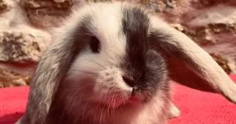 lea pet sitter à POUZAUGES 85700_4