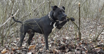 charlène pet sitter à Mantes-la-Ville 78711_9