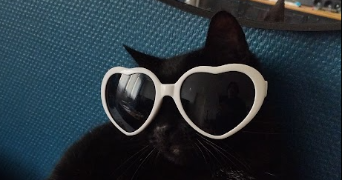 léa pet sitter à CHERBOURG EN COTENTIN 50110_2