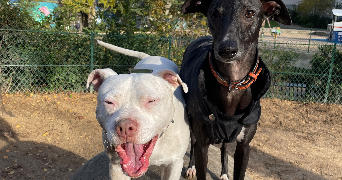 elie pet sitter à PARIS 11 75011_9