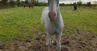 alisé pet sitter à BLAIN 44130