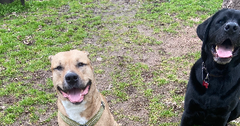 lea pet sitter à CLERMONT FERRAND 63000_1