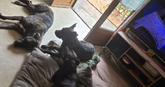 marie pet sitter à BOURBON LANCY 71140_7