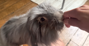 cloé pet sitter à PARIS 12 75012_5