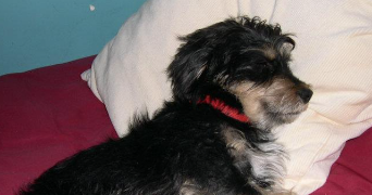 jaime pet sitter à MAUREPAS 78310_2