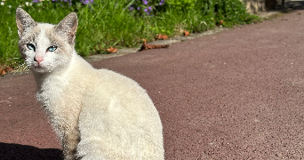 lylou pet sitter à Chartres-de-Bretagne 35131_0