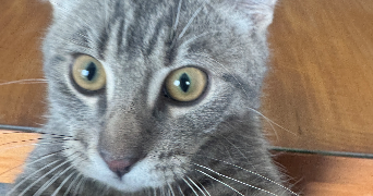 louise pet sitter à ATHIES 62223_8