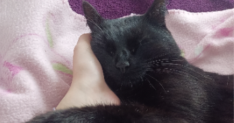 emma pet sitter à LE THUIT DE L OISON 27370_5