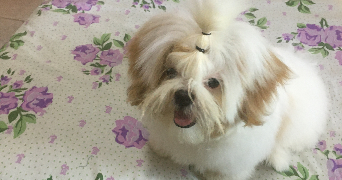denilson pet sitter à PARIS 01 75001_3