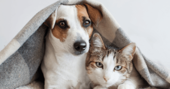 cécile pet sitter à JOUE LES TOURS 37300_0