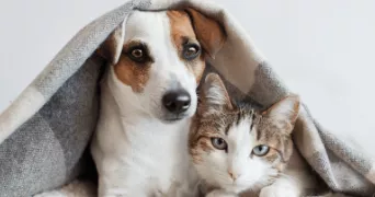 cécile pet sitter à JOUE LES TOURS 37300