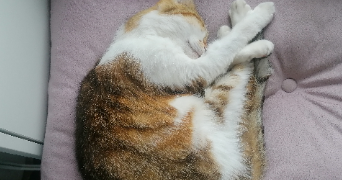 vanessa  pet sitter à MONTPELLIER 34000_5