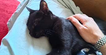 pierre-alexandre pet sitter à COURBEVOIE 92400_3