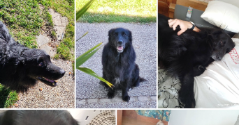 luc pet sitter à ST CYR SUR LOIRE 37540_2