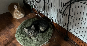allyson pet sitter à Saint-Etienne 42000_2