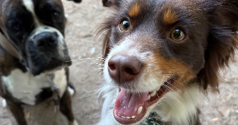 clara pet sitter à LYON 03 69003_7