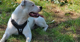 julie pet sitter à BOULOGNE BILLANCOURT 92100_1