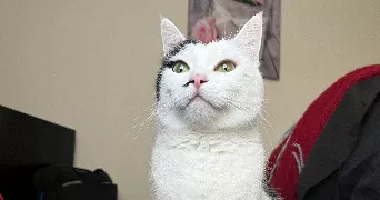 yasmine pet sitter à COURBEVOIE 92400