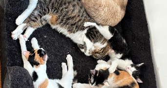 laurie pet sitter à LA ROQUETTE SUR VAR 06670_4