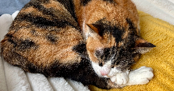 laura pet sitter à LEVALLOIS PERRET 92300_5